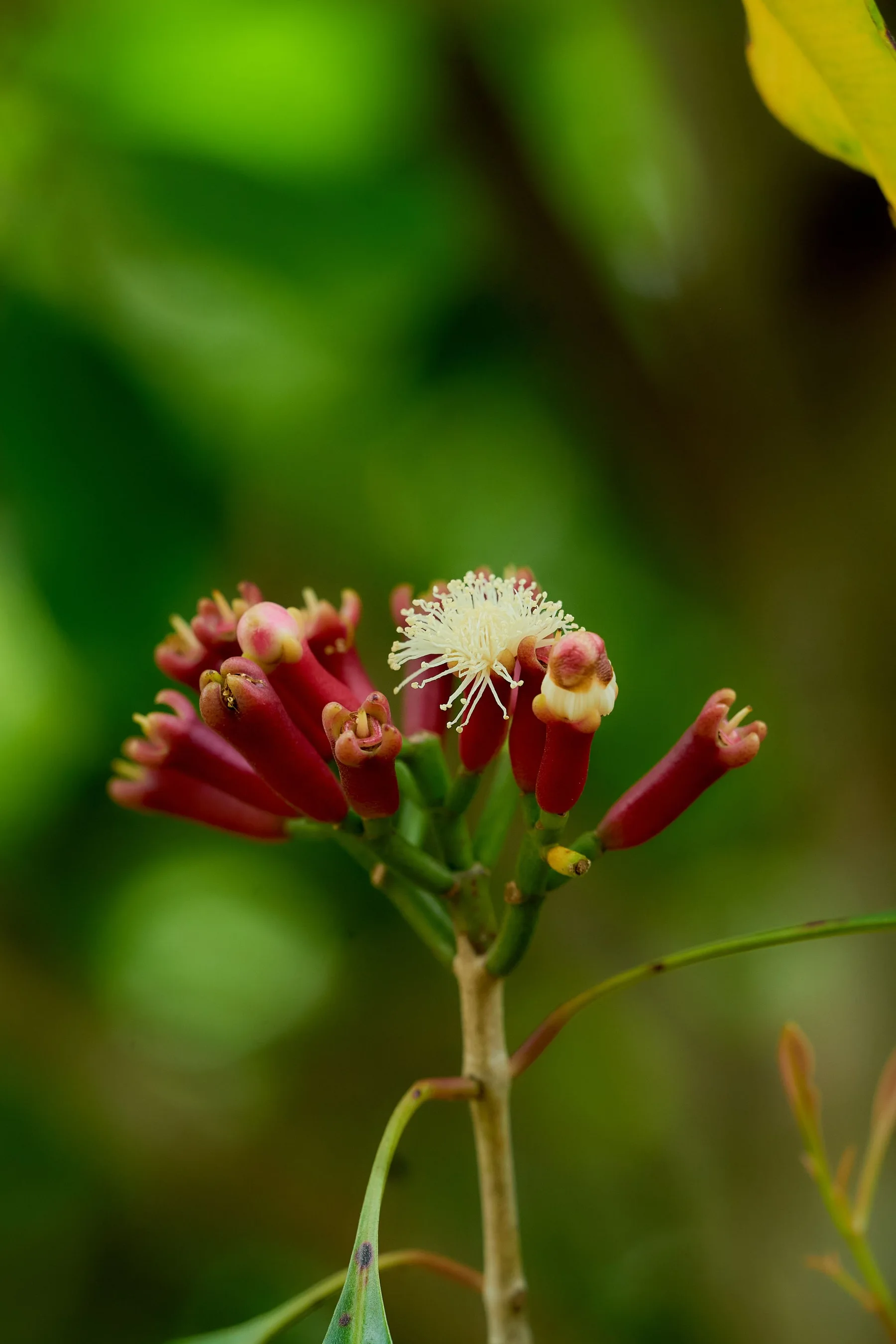 Clove flower buds growing in Zanzibar
